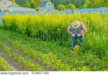An Elderly Man In A Hat Sprays An Insecticide On The Tops Of Potatoes. The Fight Against The Colorad