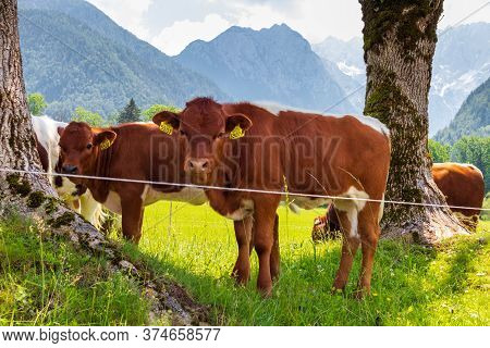 Cows At Kamnik-savinja Alps In Jezersko, Slovenia