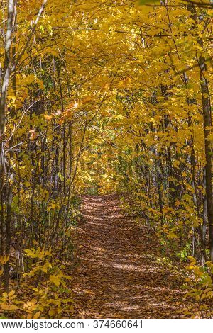 Pake In Fall Time Near Toronto, Canada