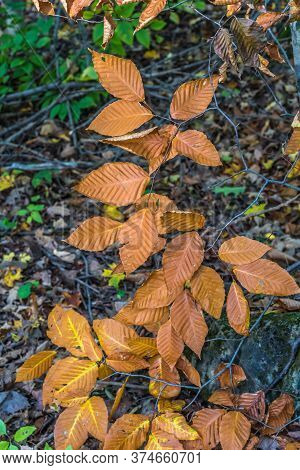 Pake In Fall Time Near Toronto, Canada