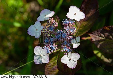 Beautiful Hydrangea Serrata Flower With Sunlight. Fuji City, Japan In Early Summer. Common Names For