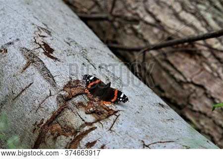 An Admiral Butterfly On A Birch Trunk