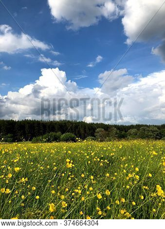 Delicate Yellow Flowers In Bright Green Grass Swing Against A Dark Forest And Blue Sky In The Clouds