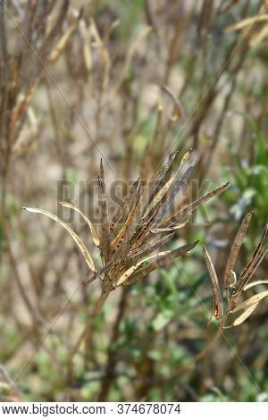 Alpine Wallflower Seed Pods - Latin Name - Erysimum Cheiri