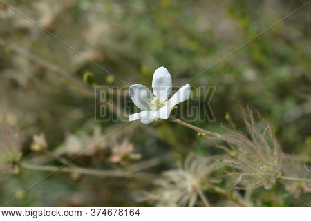 Ache Plume Flower And Seed Head - Latin Name - Fallugia Paradoxa