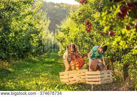 Photo Of Little Sister And Brother Gathering Apples To Bake Apple Pie On Winter Holidays.