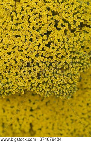 Gold Plate Yarrow Flower Detail - Latin Name - Achillea Filipendulina Gold Plate