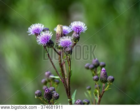 Flowers Of A Weed With The Latin Name Cirsium