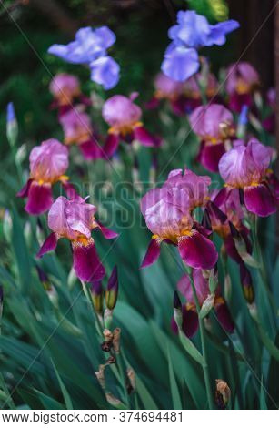 Beautiful Pink, Purple And Blue Irises Bloom In The Flower Bed.
