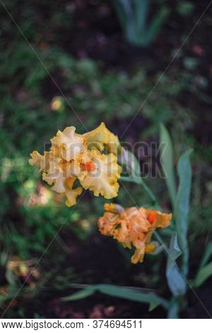Beautiful Yellow-orange Irises Bloom In A Flower Bed.
