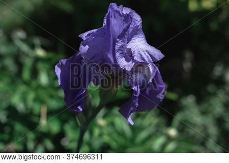 Beautiful Blue Irises Are Blooming In A Flower Bed.