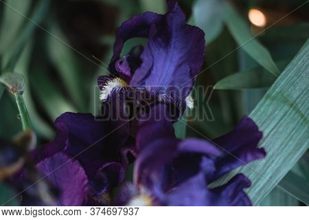 Beautiful Dark Purple Irises Bloom In A Flower Bed.