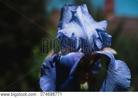 Beautiful Blue Irises Are Blooming In A Flower Bed.