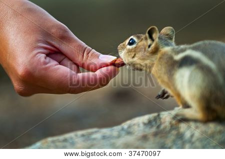 Chipmunk