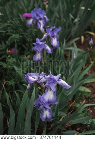 Beautiful Light Blue Irises Bloom In A Flower Bed.