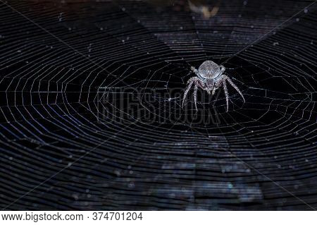 Nuctenea Umbratica, The Walnut Orb-weaver Spider Creating Trap