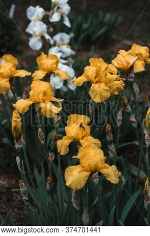 Beautiful Light Yellow Irises Bloom In A Flower Bed. Fragrant Spring Flowers Close-up.