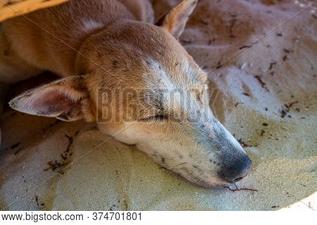 Yellow Dog Sleeping On Sand. Domestic Animal Portrait. Fluffy Yellow Dog Resting In Sunlight. Summer