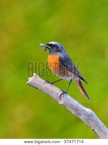 Redstart.