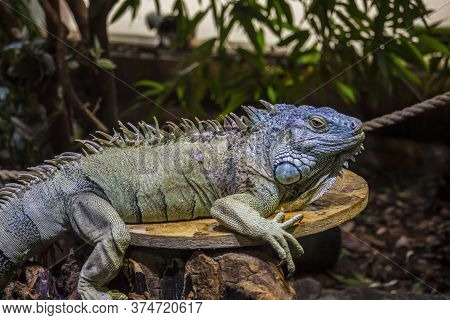 Green Iguana Also Known As The American Iguana Is A Lizard Reptile In The Genus Iguana In The Iguana