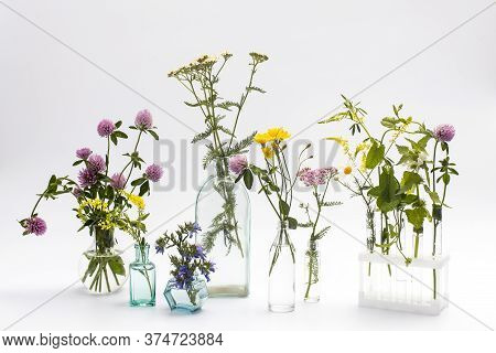 Wild Field Herbs In Bottles Of Different Shapes On A White-gray Background As A Decoration. Card