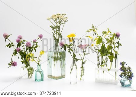 Wild Field Herbs In Bottles Of Different Shapes On A White-gray Background As A Decoration. Card, Bo