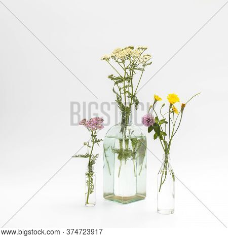 Wild Field Herbs In Bottles Of Different Shapes On A White-gray Background As A Decoration. Card, Bo