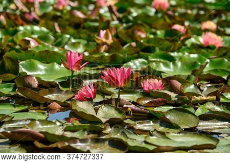 Red water lily flowers (Nymphaea alba f. rosea) in a lake. The flower is a red variety of the white water lily (Nymphaea alba).