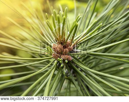 Macro Photo Of Fir Tree Cone With Sunlight.