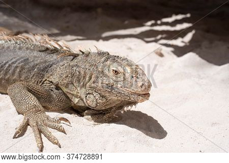 Iguana In The Sand On Aruba Caribbean Island.