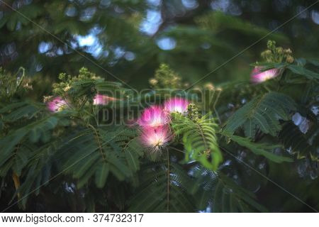 Flowers Of Albizia Julibrissin Close-up. In Summer, Albizia Julibrissin Blooms With Fluffy Bright Pi