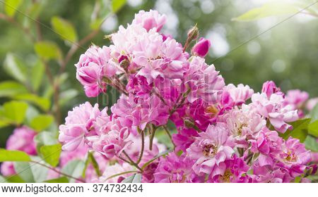 Red Flower. Flower In Garden At Sunny Summer Or Spring Day. Flower For Postcard Beauty Decoration An