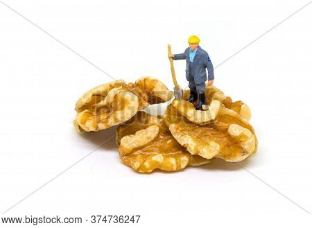Miniature Worker On Natural Walnut. Tasty Harvest Of Old Gardener With Shovel. Seeding And Digging G