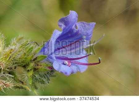 Viper Ochsenzunge Blume