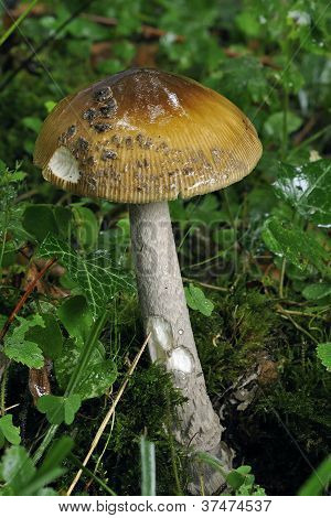 Hadí Grisette houby