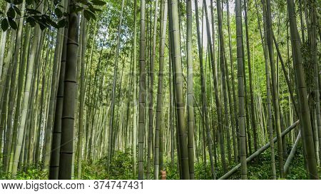 Arashiyama Bamboo Grove or Sagano Bamboo Forest, is a natural forest of bamboo in Arashiyama, landmark and popular for tourists attractions in Kyoto. Japan
