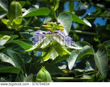 Blue Passionflower, Passiflora Caerulea,bluecrown Passionflower Or Common Passion Flower In Spring I