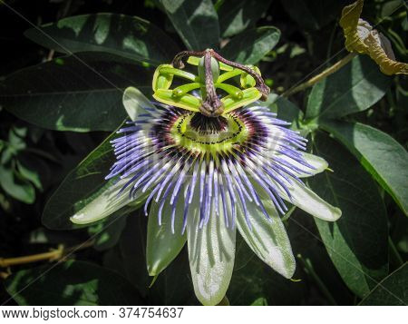 Passiflora Caerulea, The Blue Passionflower, Bluecrown Passionflower Or Common Passion Flower In Spr