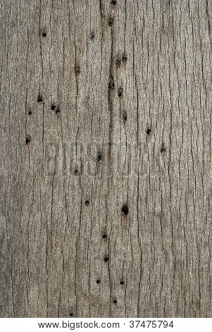 Fori di tarli di tavola di legno