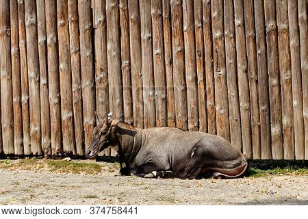 Antelope Nilgai Or Blue Bull (boselaphus Tragocamelus)