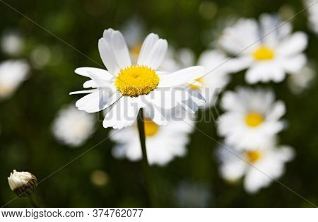 A Daisy Blowing In The Wind Close To Marieberg