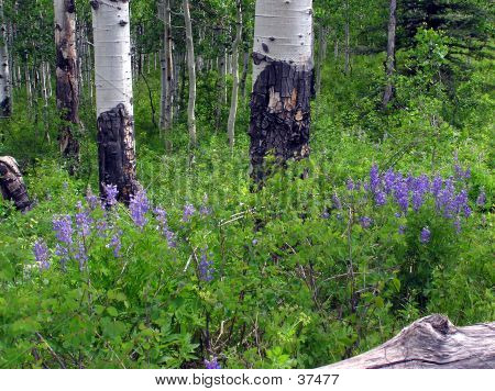 Aspen a Lupina