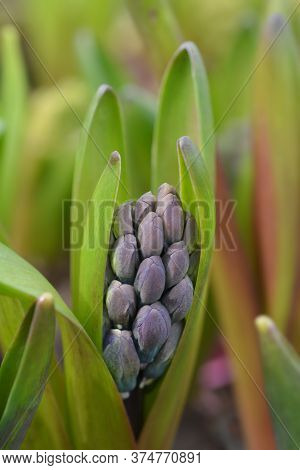 Multiflora Hyacinth Blue Flower Bud - Latin Name - Hyacinthus Multiflora Blue