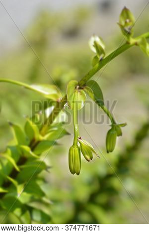 Henrys Lily Flower Buds - Latin Name - Lilium Henryi
