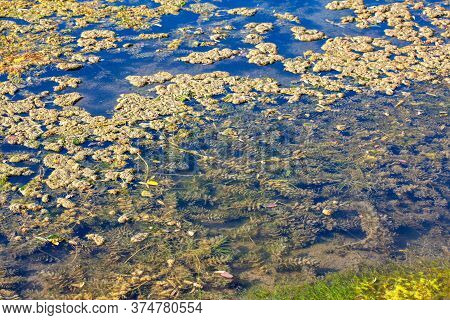 Morass Surface . Wilderness Swamp Nature . Green Water Plants