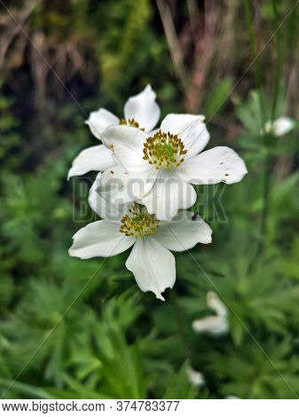White  Flowers In The Mountains - Narcissus Anemone  - Nemone Narcissiflora