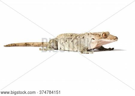 Dalmatian Crested Gecko Isolated On A White Background