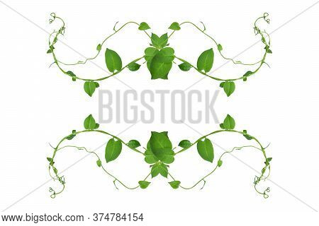 Floral Desaign. Twisted Jungle Vines Liana Plant With Heart Shaped Green Leaves Isolated On White Ba