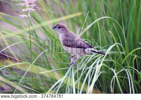 An Indian Silverbill Or White-throated-munia Perched On The Slender Shoots Of The Fountain-grass At 