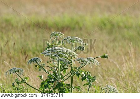 Borsch Sosnowski - Dangerous Plant In The Field